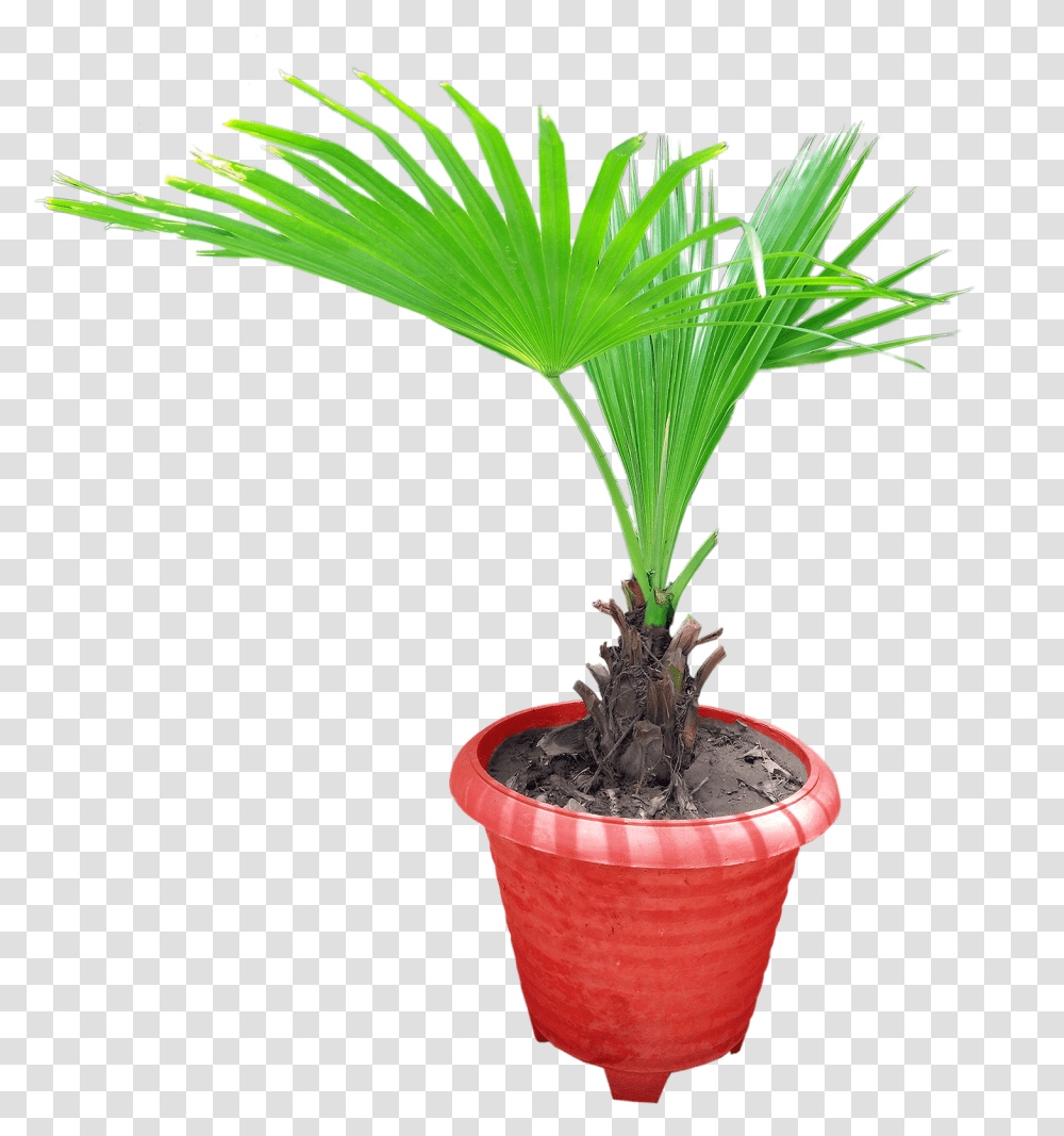 Graphics Pic Houseplant, Palm Tree, Arecaceae, Leaf Transparent Png