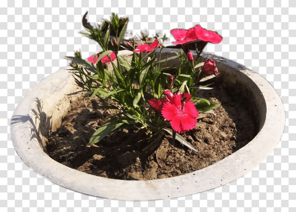 Graphics Pic Red Spike, Plant, Potted Plant, Vase, Jar Transparent Png