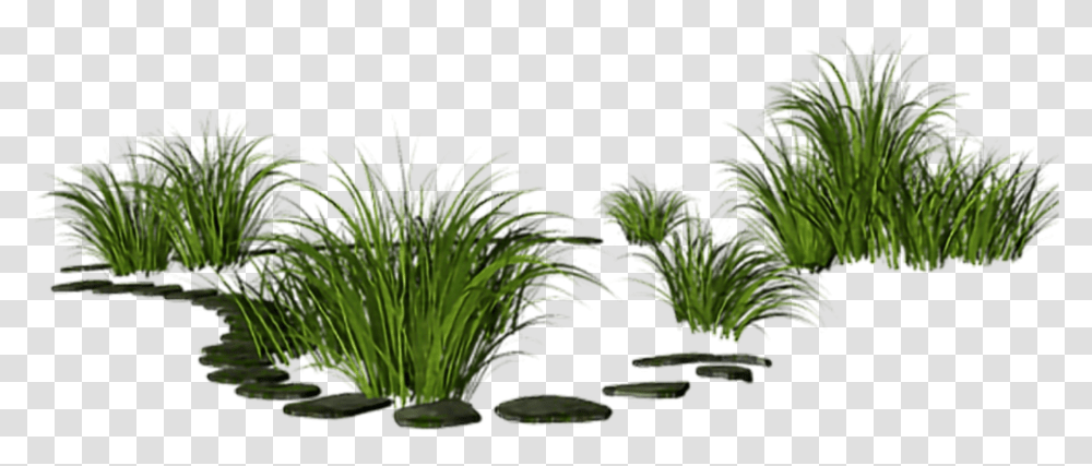 Gras Nature Out Outside Desert Palm, Water, Plant, Outdoors, Vegetation Transparent Png
