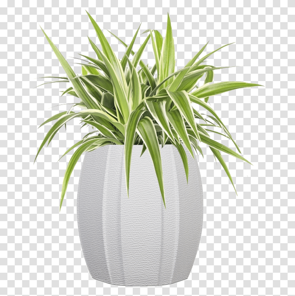 Graslelie Intratuin, Plant, Palm Tree, Arecaceae Transparent Png