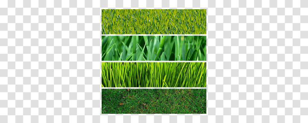 Grass Nature, Plant, Lawn, Vegetation Transparent Png