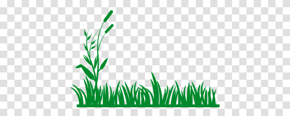 Grass Nature, Green, Plant, Leaf Transparent Png