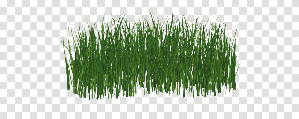 Grass Nature, Plant, Lawn, Agropyron Transparent Png