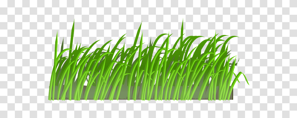 Grass Nature, Plant, Lawn, Green Transparent Png