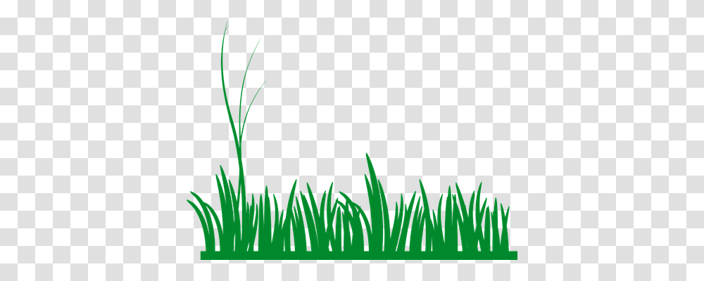 Grass Nature, Plant, Green, Vegetation Transparent Png