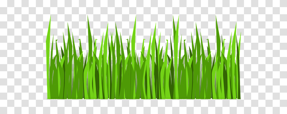 Grass Nature, Green, Plant, Lawn Transparent Png