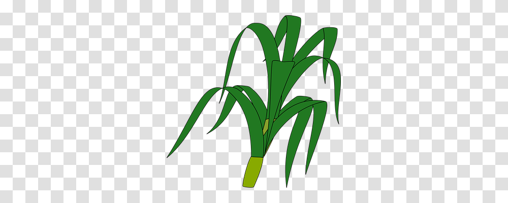 Grass Nature, Plant, Produce, Food Transparent Png