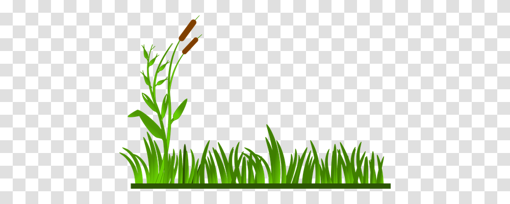 Grass Nature, Green, Plant, Leaf Transparent Png