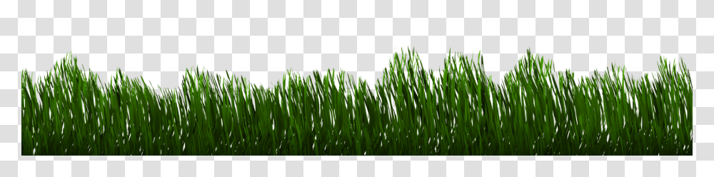 Grass Nature, Plant, Green, Lawn Transparent Png