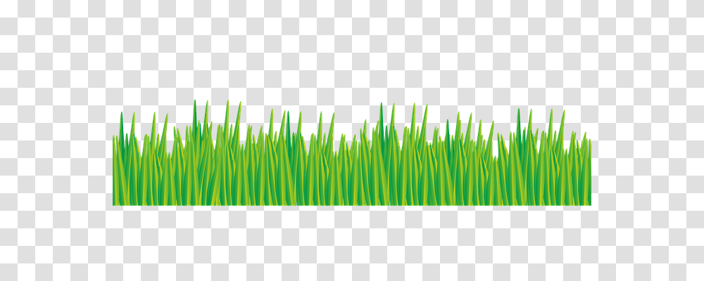 Grass Nature, Green, Plant Transparent Png