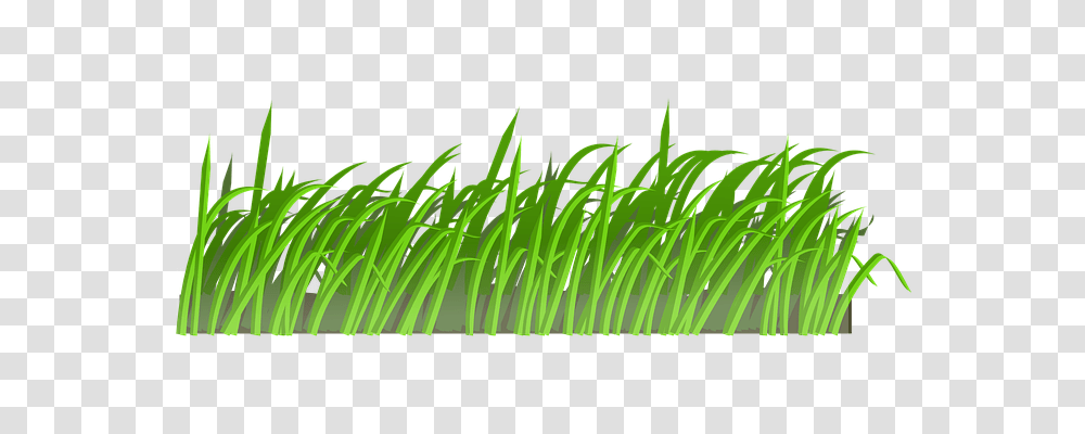 Grass Nature, Plant, Lawn, Green Transparent Png