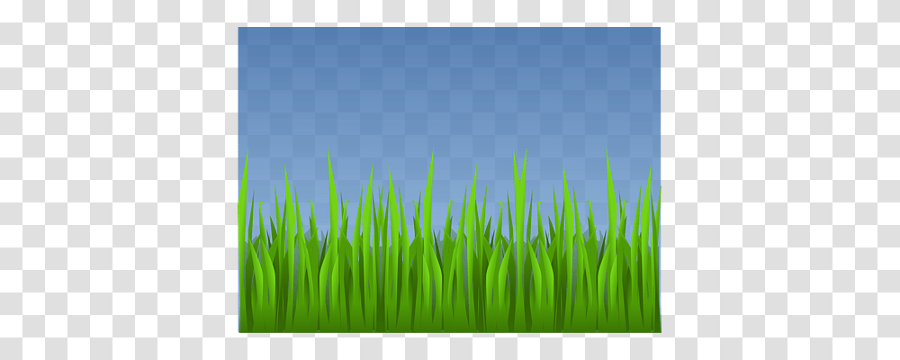 Grass Nature, Plant, Green, Lawn Transparent Png