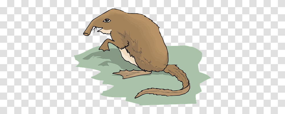 Grass Animals, Wildlife, Mammal, Beaver Transparent Png