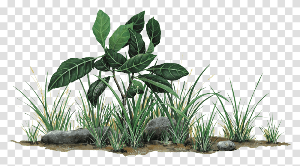 Grass And Rocks Download Jungle Leaves Wall Stickers, Plant, Vegetation, Animal, Bush Transparent Png