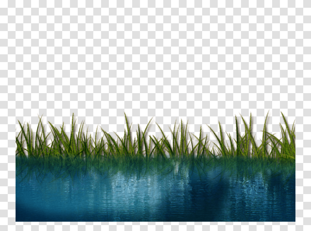 Grass And Water, Plant, Nature, Outdoors, Lawn Transparent Png