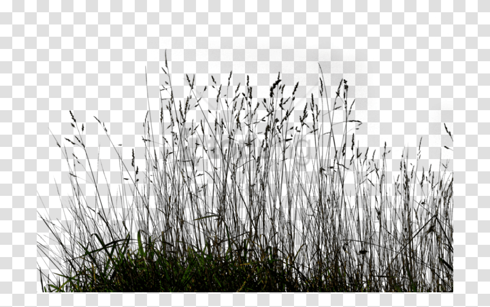 Grass Background Long Grass, Plant, Lawn, Reed Transparent Png