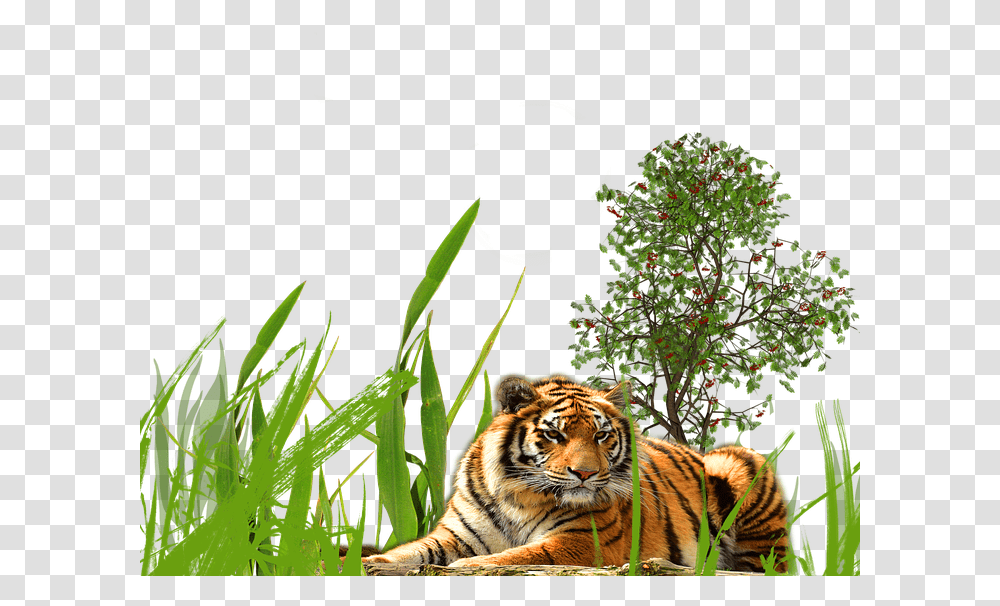 Grass Background, Tiger, Wildlife, Mammal, Animal Transparent Png