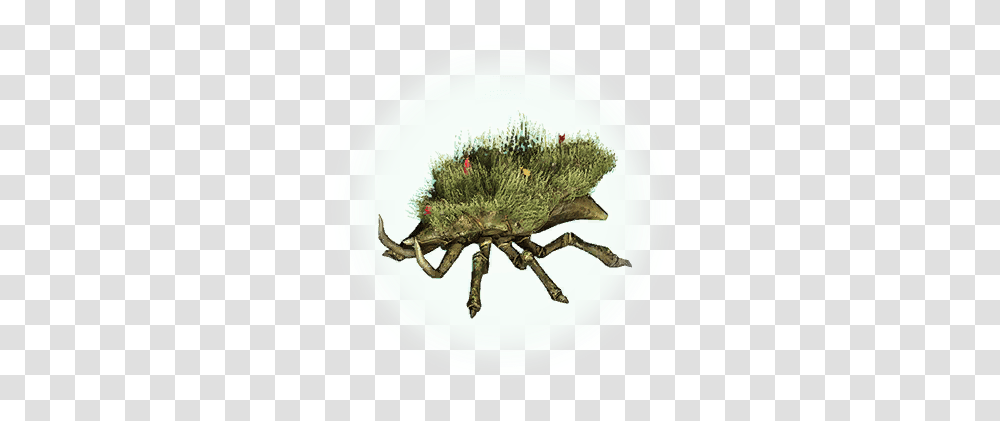 Grass Beetle Bdo Codex, Plant, Bush, Vegetation, Moss Transparent Png