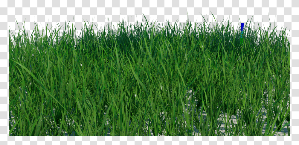 Grass Blade Texture Short Grass Texture, Plant, Vegetation, Lawn, Agropyron Transparent Png