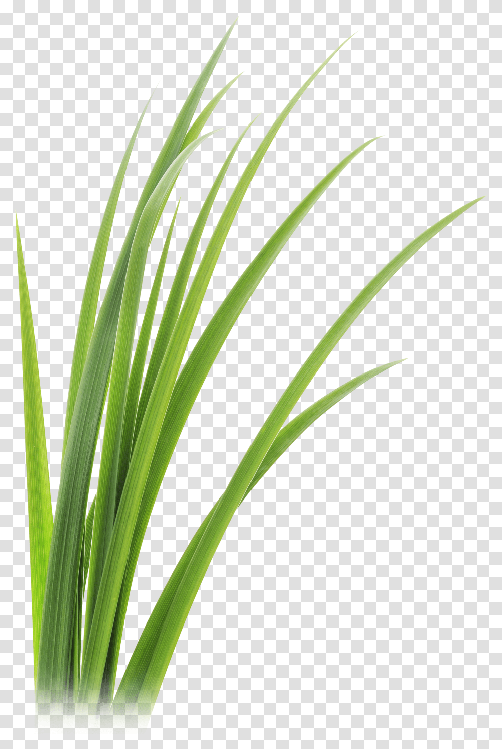 Grass Blades Ginger Grass Transparent Png