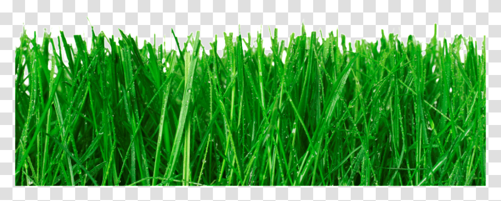 Grass Blades, Plant, Lawn Transparent Png