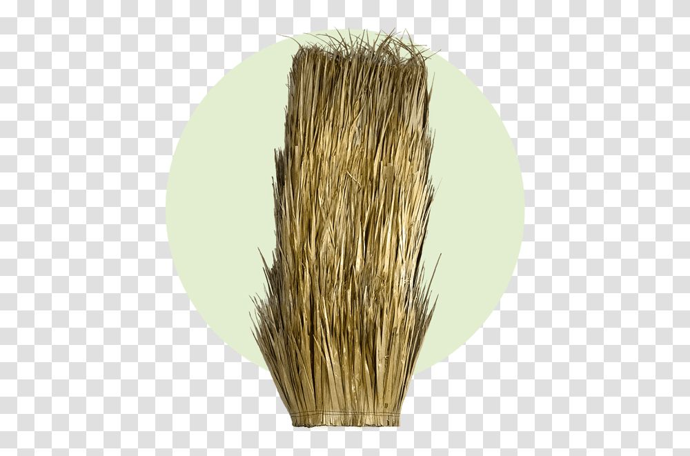 Grass, Broom Transparent Png