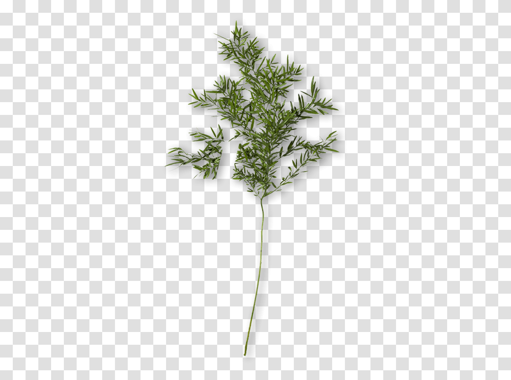 Grass, Bush, Vegetation, Plant, Tree Transparent Png