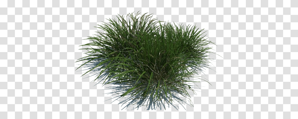 Grass By Gareng Sweet Grass, Plant, Tree, Bush, Vegetation Transparent Png