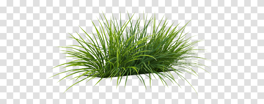 Grass By Gareng Sweet Grass, Plant, Vegetation, Lawn, Bush Transparent Png