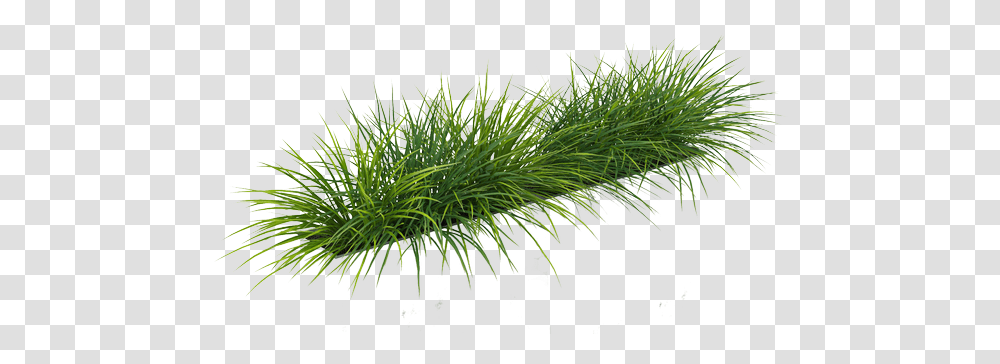 Grass By Gareng Sweet Grass, Tree, Plant, Pine, Conifer Transparent Png