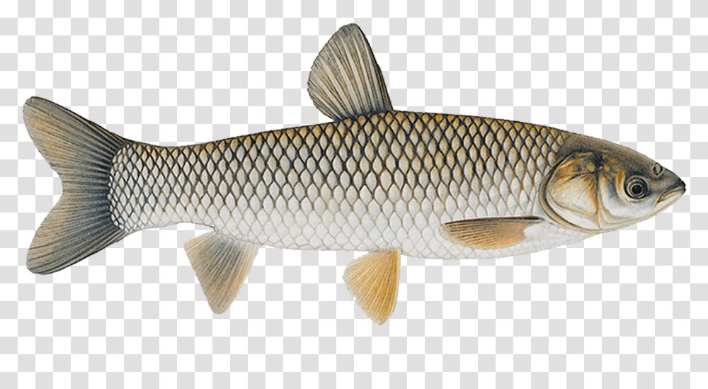 Grass Carp Fish Diagram, Animal, Sea Life, Mullet Fish Transparent Png