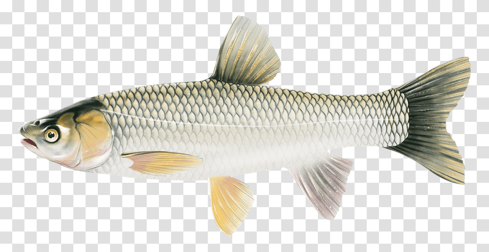 Grass Carp Illustration Grass Carp, Fish, Animal, Mullet Fish, Sea Life Transparent Png