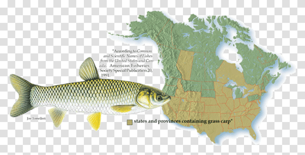 Grass Carp Locations Grass Carp Location, Fish, Animal, Plot, Diagram Transparent Png