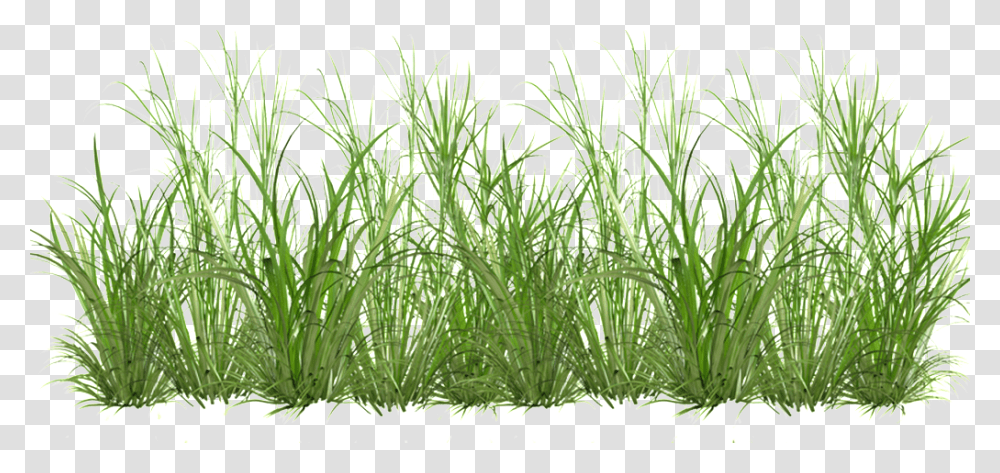 Grass Cartoon Cartoon Grass, Plant, Vegetation, Bush, Outdoors Transparent Png