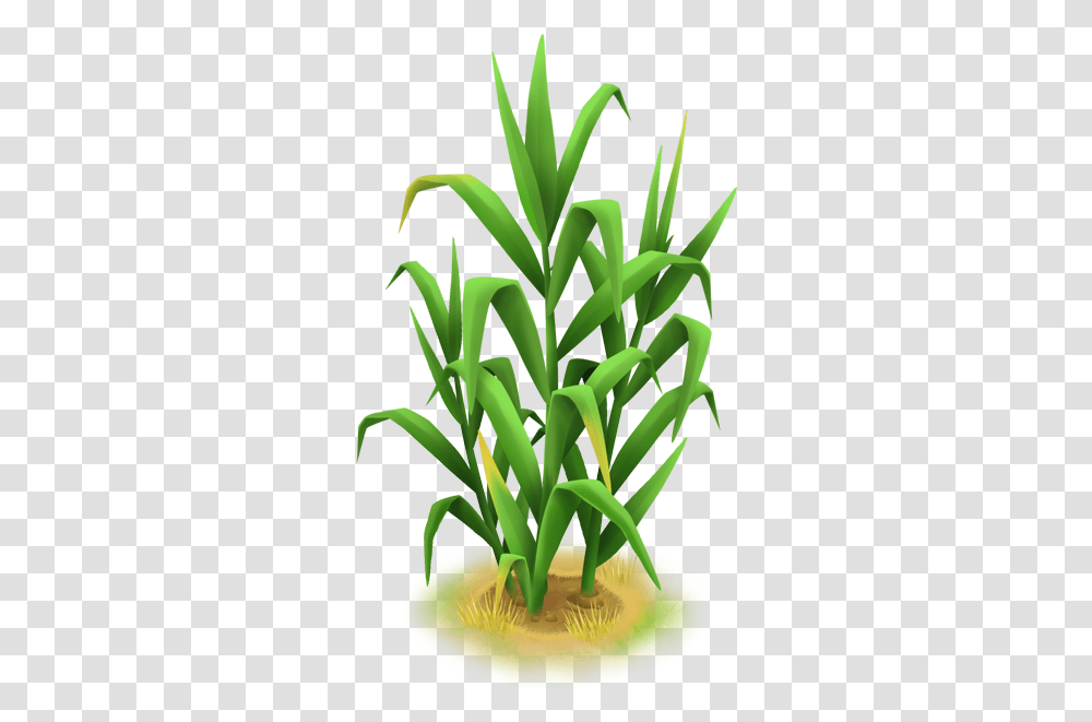 Grass Cb, Plant, Flower, Blossom, Produce Transparent Png