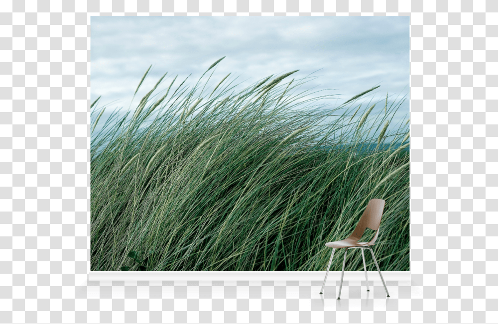 Grass, Chair, Furniture, Plant, Bird Transparent Png
