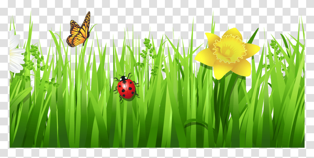 Grass Clip Art Grass Flower Vector, Plant, Blossom, Daffodil, Word Transparent Png