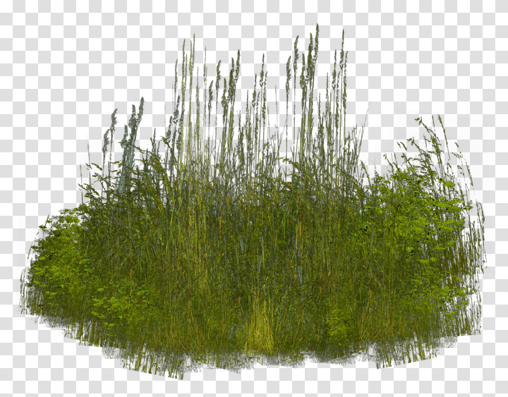 Grass Clip Art Pampas Grass Watermark Invitation, Plant, Lawn, Vegetation, Reed Transparent Png