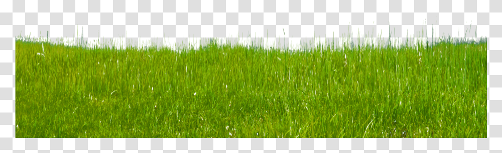 Grass Clipart Free Clip Art Images Paddy Field, Plant, Lawn Transparent Png
