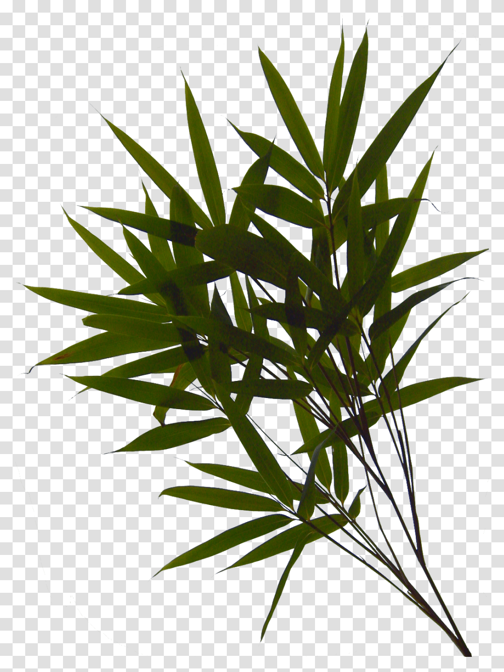 Grass Clipart Grass, Plant, Vegetation, Flower, Blossom Transparent Png