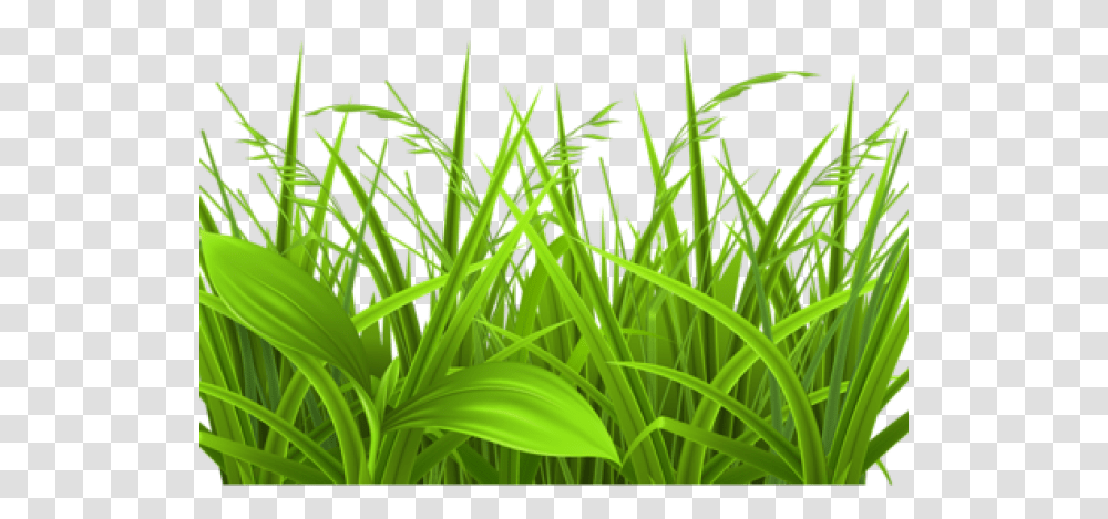 Grass Clipart, Plant, Green, Lawn, Vegetation Transparent Png