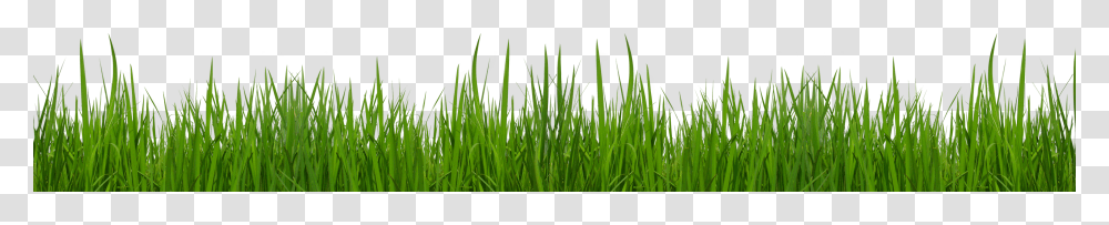 Grass Clipart, Plant, Vegetation, Lawn, Field Transparent Png