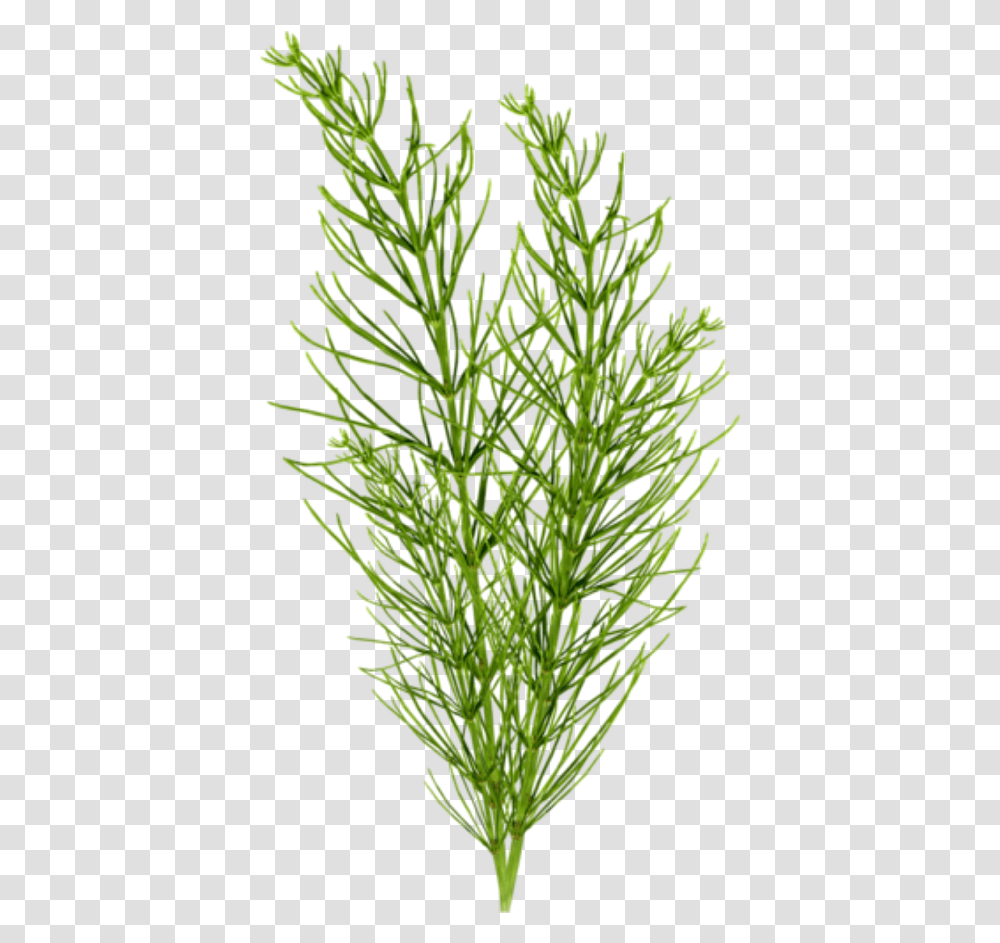 Grass Clipart Seaweed Evergreen, Plant, Tree, Vegetation, Bush Transparent Png