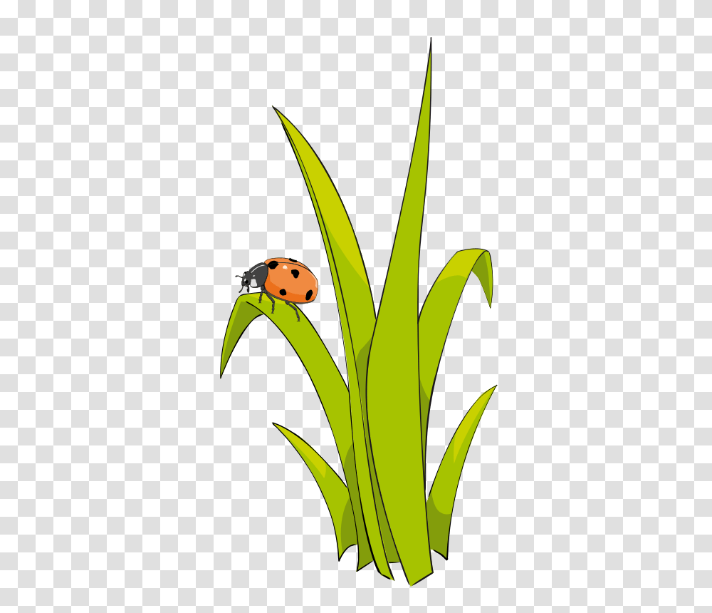 Grass Cliparts, Plant, Flower, Vegetation, Amaryllidaceae Transparent Png