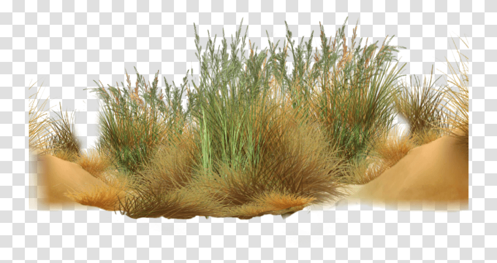 Grass Desert Grass, Bird, Animal, Water, Sea Anemone Transparent Png
