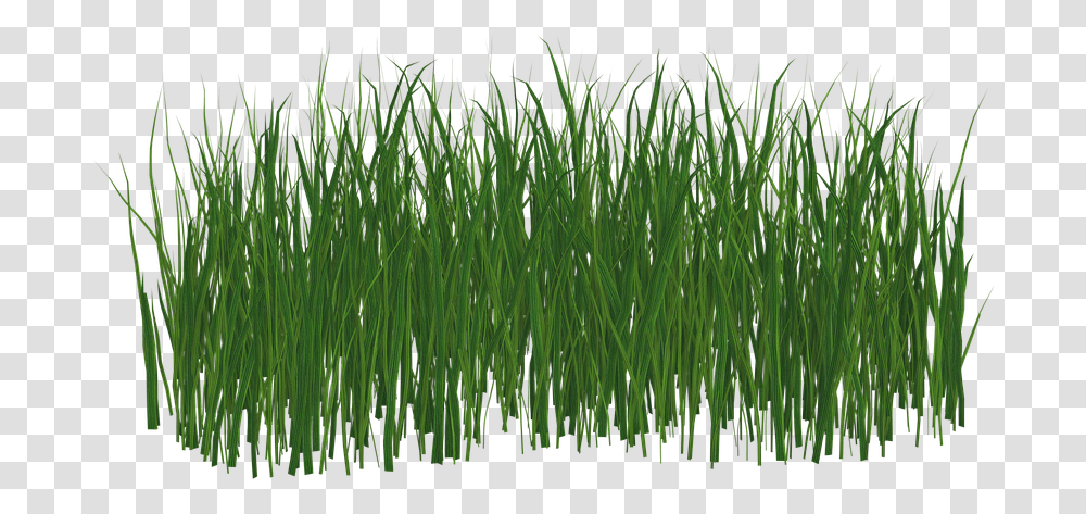 Grass Download Free Clip Art Black Grass, Plant, Lawn, Agropyron Transparent Png