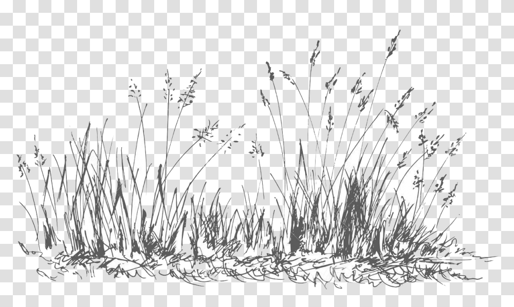 Grass Download Grass, Nature, Outdoors, Night, Fireworks Transparent Png