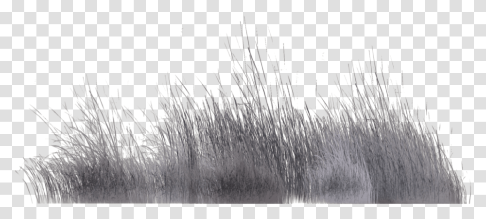 Grass Family Grass Photoshop Grey, Plant, Animal, Tree, Mammal Transparent Png