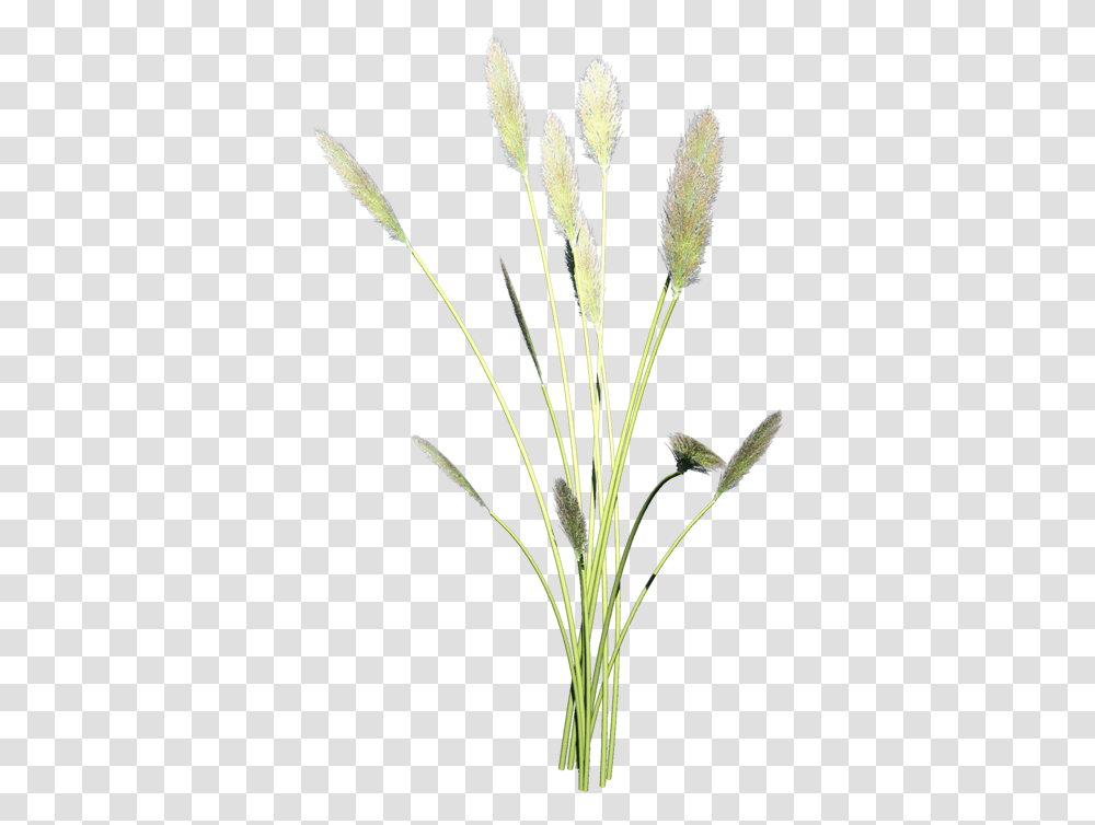 Grass Family, Plant, Lawn, Reed, Agropyron Transparent Png