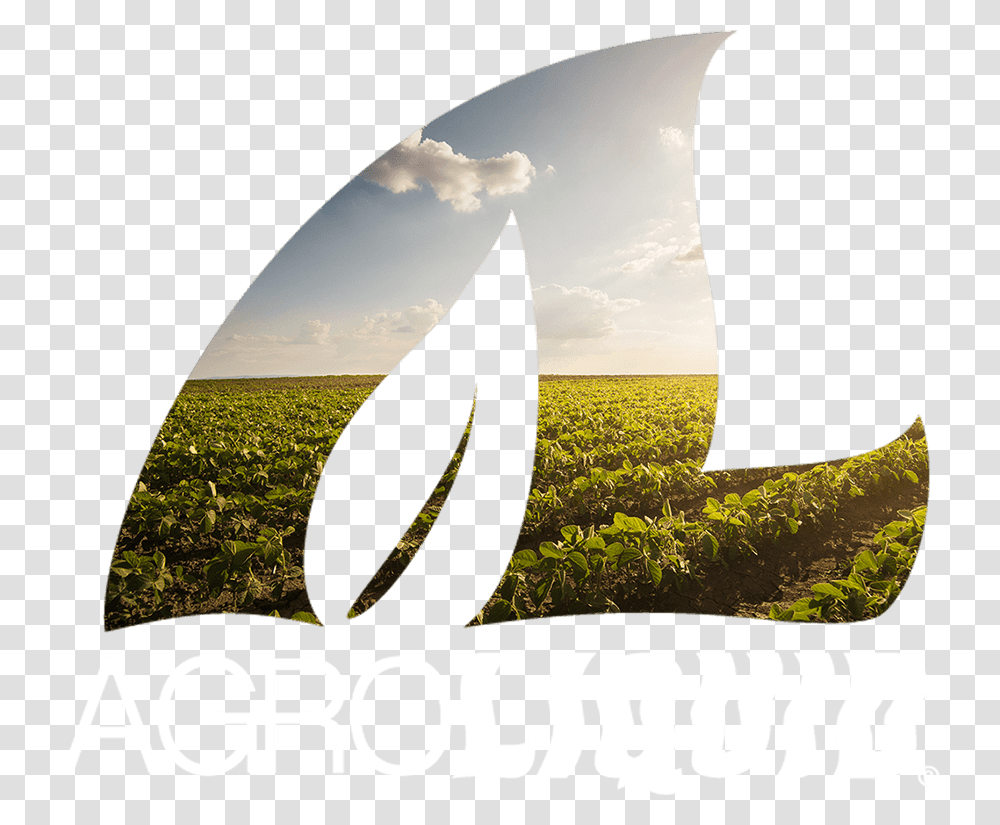 Grass, Field, Outdoors, Nature, Plant Transparent Png